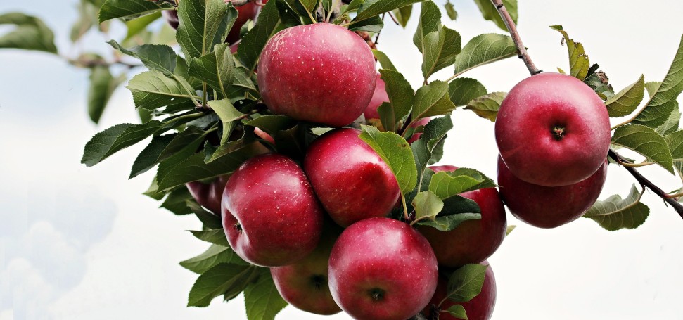 Rote Äpfel am Zweig