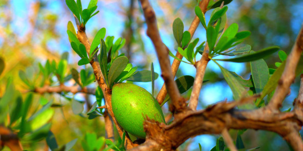 BIld: Frucht des Arganbaumes