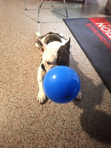 Apothekerhund Leopold mit Luftballon